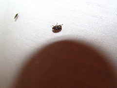 Euparius paganus