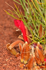 Leptosema chambersii