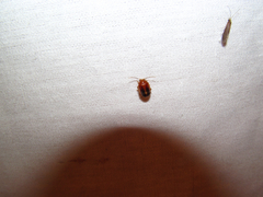 Prionocyphon limbatus