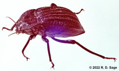 Epipedonota