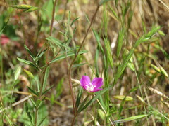 Clarkia affinis