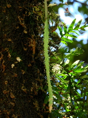 Lepismium cruciforme
