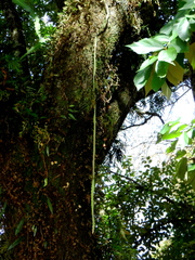 Lepismium cruciforme