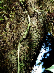 Lepismium cruciforme