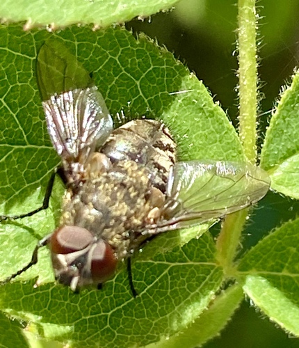 iNaturalist observation photo of Cluster Flies