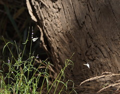 Pieris rapae rapae