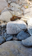 Rhionaeschna variegata