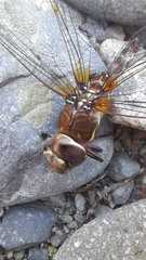 Rhionaeschna variegata