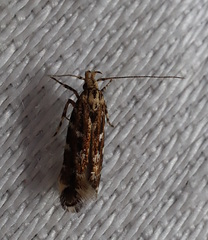 Otonoma anemois