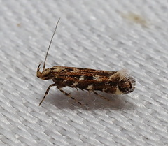 Otonoma anemois