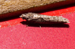 Pseudexentera mali