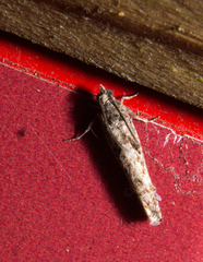 Pseudexentera mali