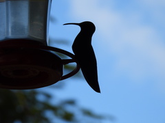 Anthracothorax mango