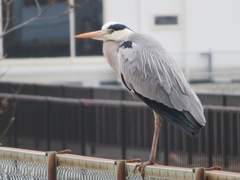 Ardea cinerea