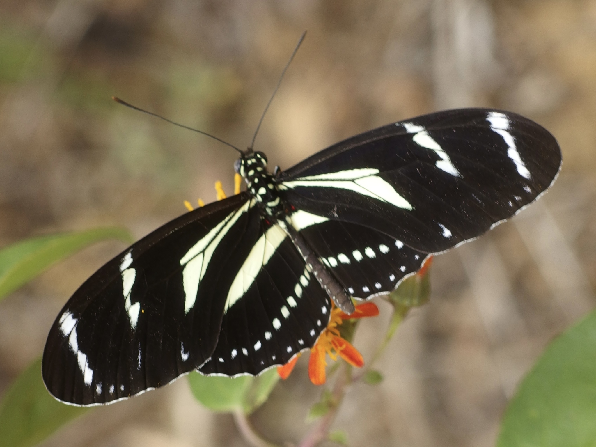 Heliconius image