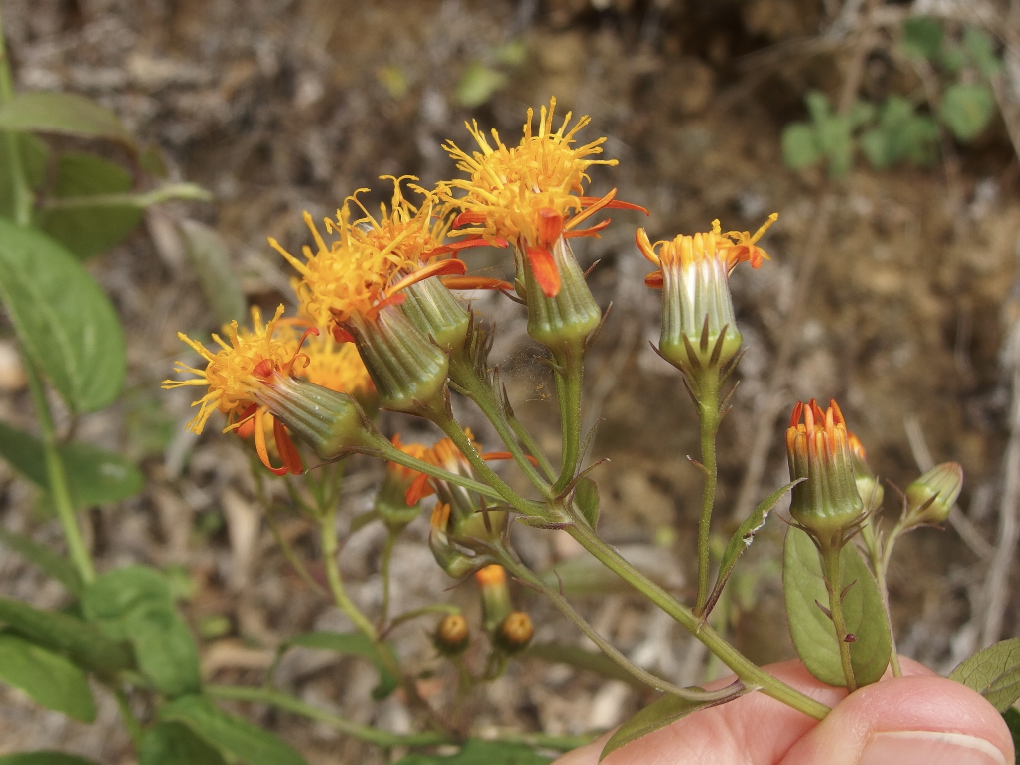 Pseudogynoxys scabra image