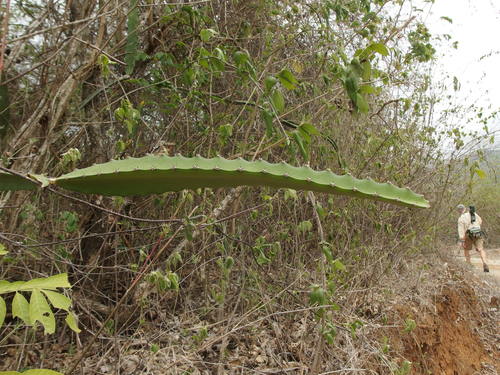 Image of Nightblooming Cereus (Selenicereus monacanthus) by (c) Sue Carnahan, some rights reserved (CC BY)