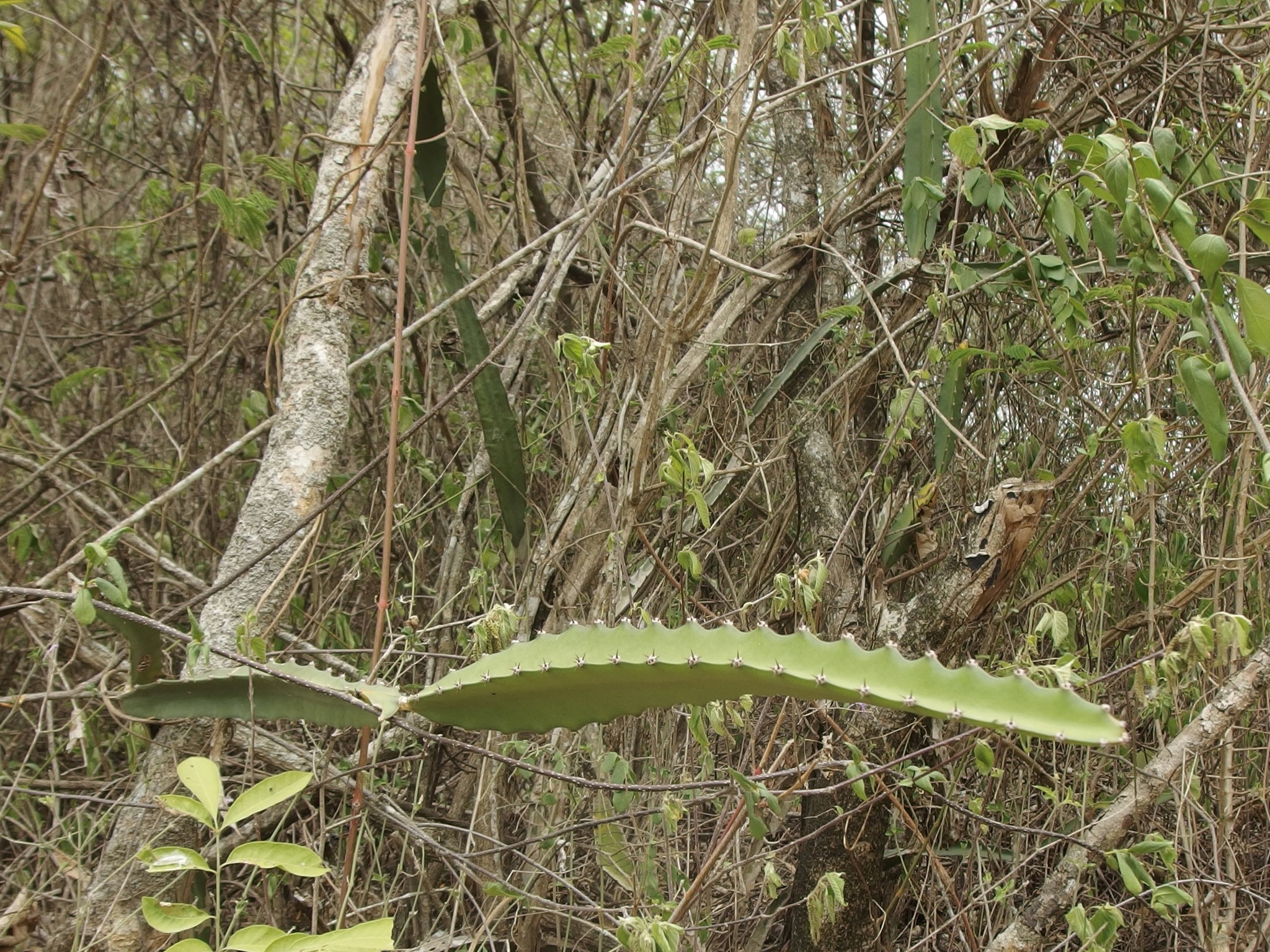 Selenicereus monacanthus image