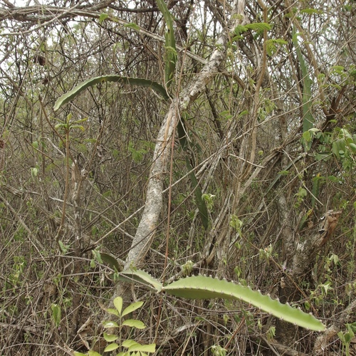 Image of Nightblooming Cereus (Selenicereus monacanthus) by (c) Sue Carnahan, some rights reserved (CC BY)