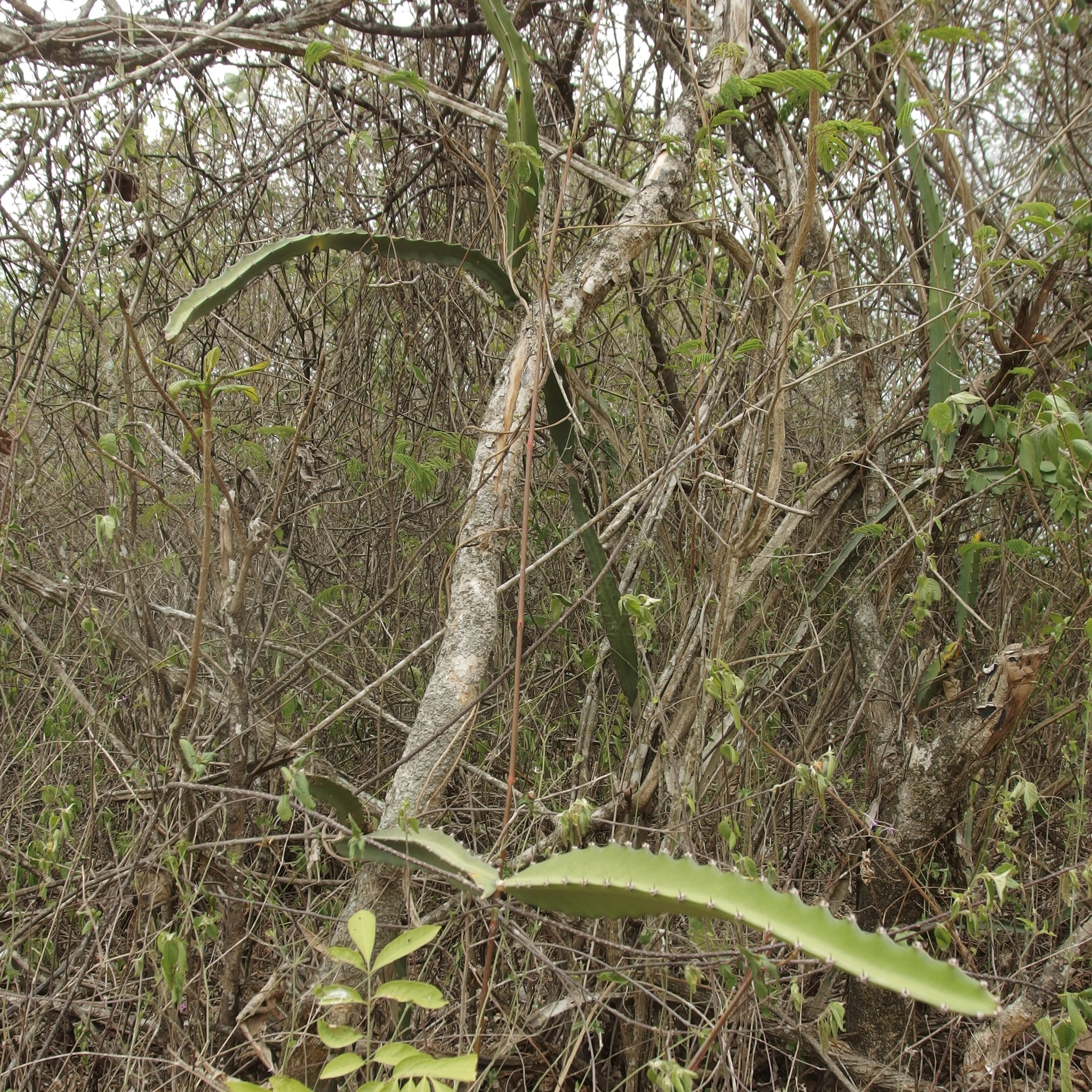 Selenicereus monacanthus image