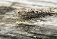 Pseudexentera spoliana