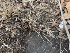 Bouteloua dactyloides