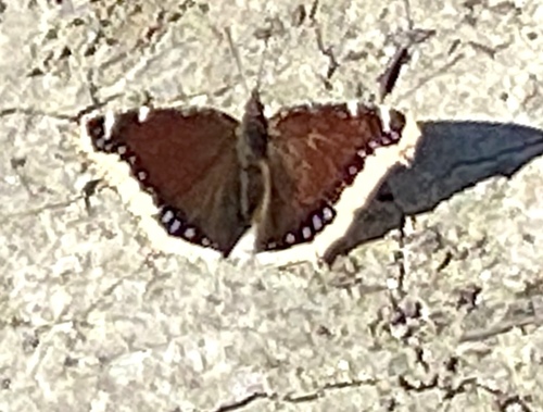 iNaturalist observation photo of Mourning Cloak