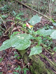 Malvaviscus achanioides