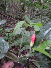 Malvaviscus achanioides