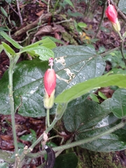 Malvaviscus achanioides