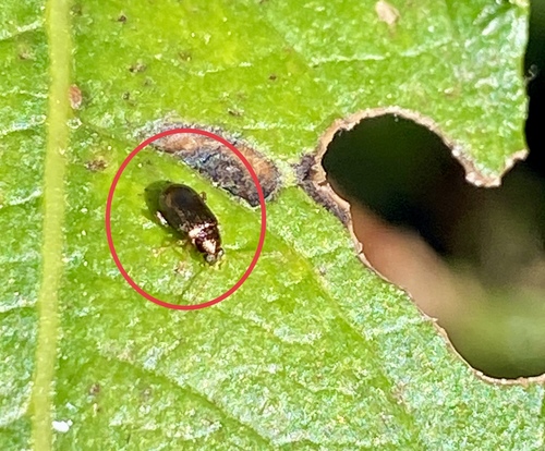iNaturalist observation photo of Flea Beetles