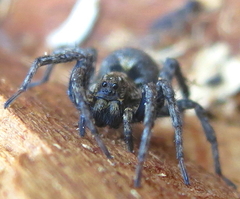 Alopecosa albofasciata