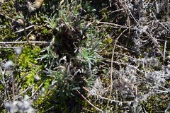 Teucrium pseudochamaepitys