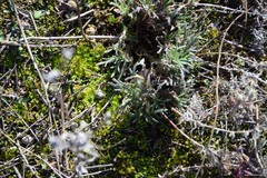 Teucrium pseudochamaepitys