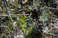 Teucrium pseudochamaepitys