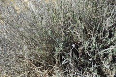 Teucrium polium