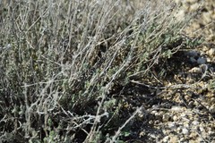 Teucrium polium