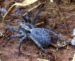 Alopecosa albofasciata