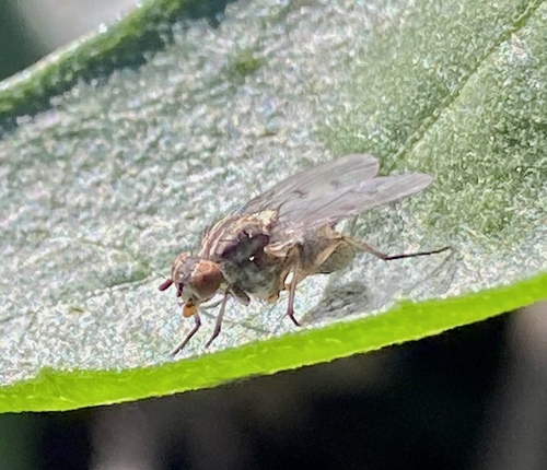 iNaturalist observation photo of Brachyceran Flies