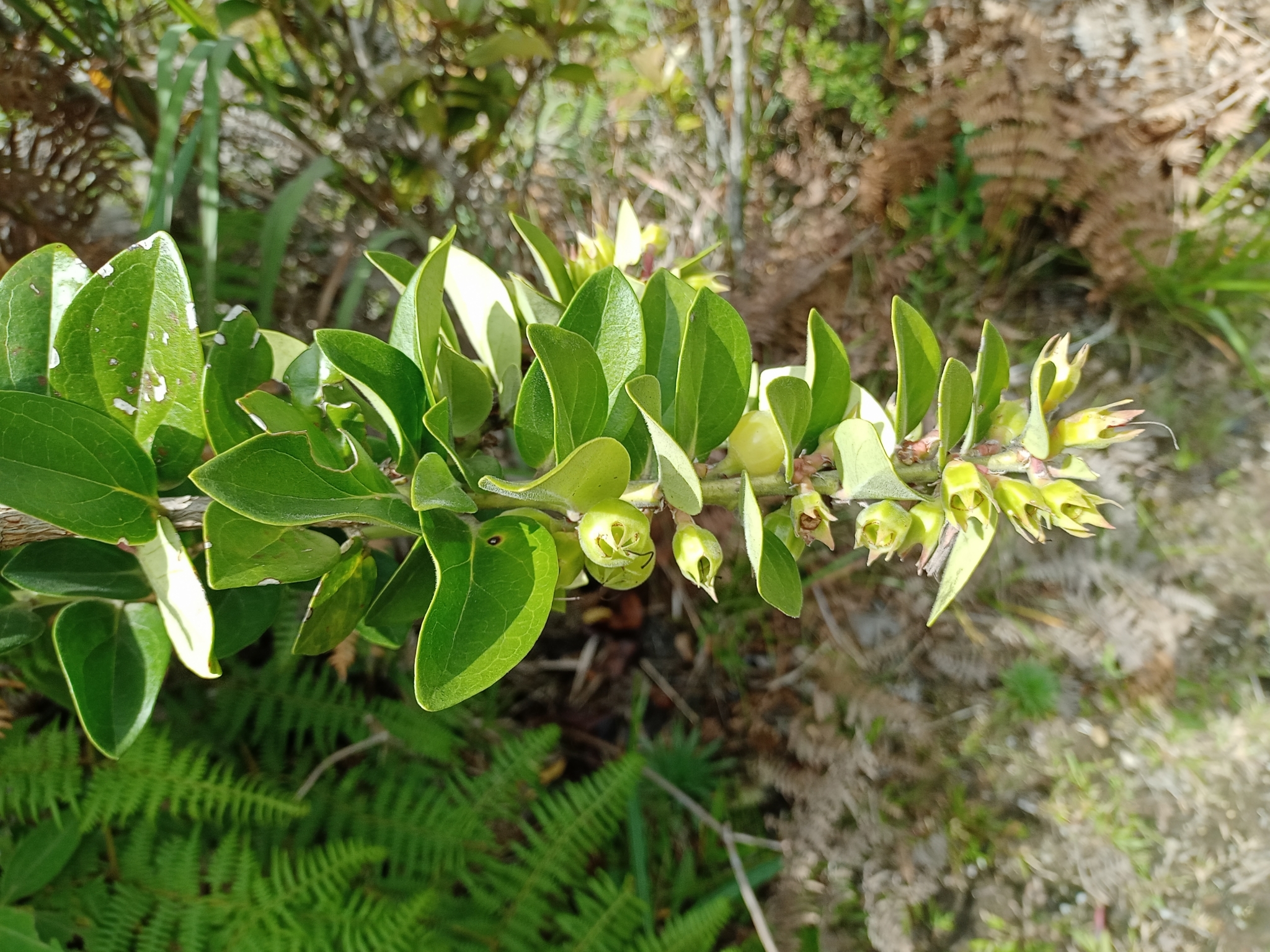 Macleania image