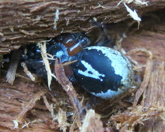 Alopecosa albofasciata