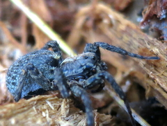 Alopecosa albofasciata