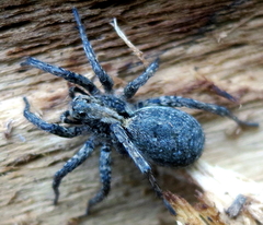 Alopecosa albofasciata