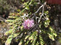 Melaleuca squamea