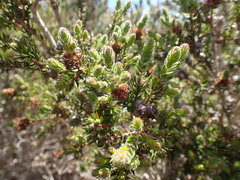 Melaleuca squamea