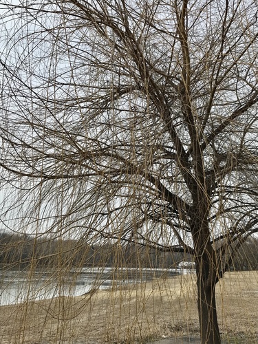 Weeping willow branches beside water
