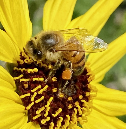 iNaturalist observation photo of Western Honey Bee