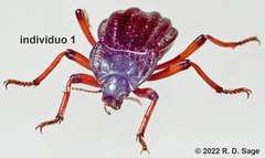 Epipedonota