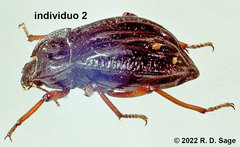 Epipedonota