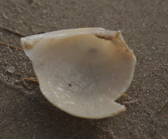 Laevicardium serratum